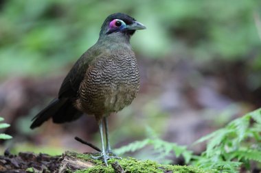 Sumatra bölgesi guguk kuşu (