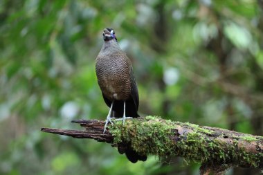 Sumatra bölgesi guguk kuşu (