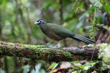 Sumatra bölgesi guguk kuşu (