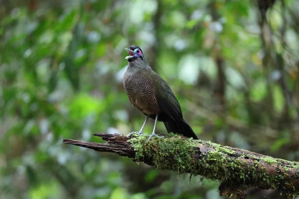 Sumatra bölgesi guguk kuşu (