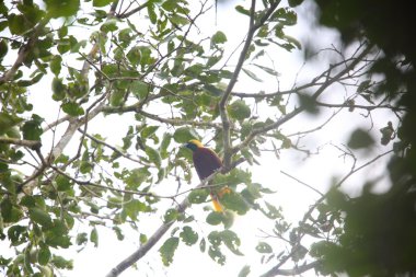Daha az kuş--paradise (küçük Paradisaea) Papua Yeni Gine