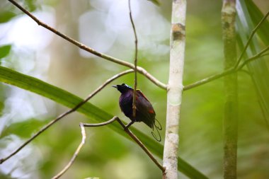 Wilson'ın kuş--paradise (Diphyllodes respublica) Papua Yeni Gine