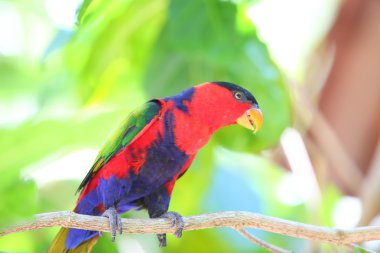 Black-capped Lory (Lorius lory) in Papua New Guinea clipart