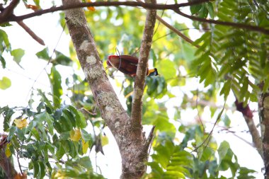 Kırmızı kuş--paradise (Paradisaea rubra) Papua Yeni Gine
