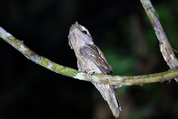 Sapo-marmoreado (Podargus ocellatus) em Papua-Nova Guiné — Fotografia de Stock