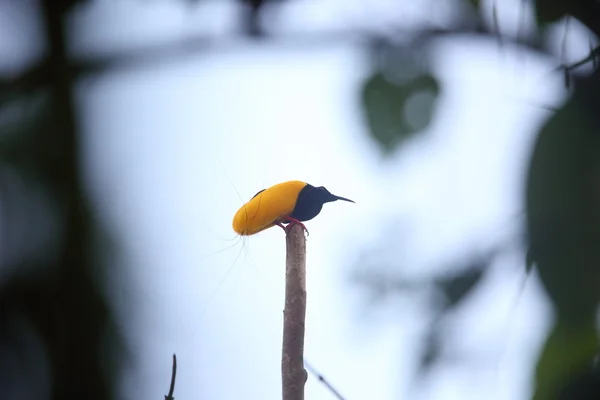 On iki kablolu kuş-in-cennette (Seleucidis melanoleucus) Papua Yeni Guiena — Stok fotoğraf