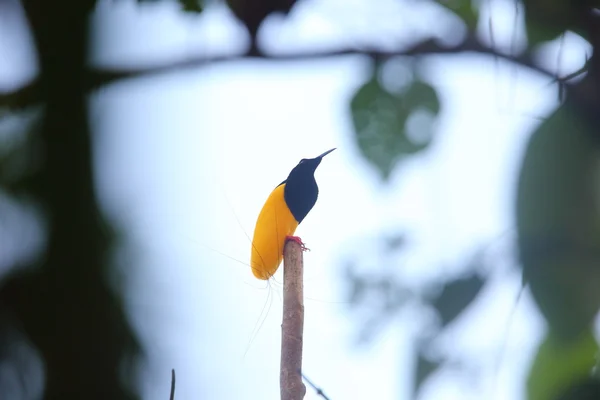 Twelve-wired Bird-of-paradise (Seleucidis melanoleucus) in Papua New Guiena — Stock Photo, Image