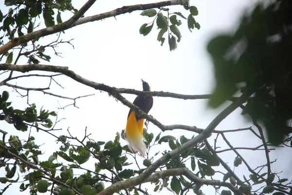 Menor Pássaro-do-paraíso (Paradisaea minor) em Papua Nova Guiné — Fotografia de Stock