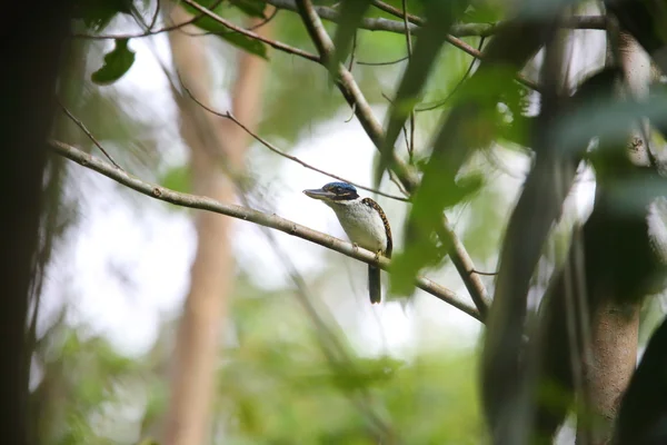 巴布亚新几内亚的 hok-mat纸 kingfisher (melidora macrorrhina) — 图库照片