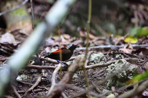 Wilson'ın kuş--paradise (Diphyllodes respublica) Papua Yeni Gine — Stok fotoğraf