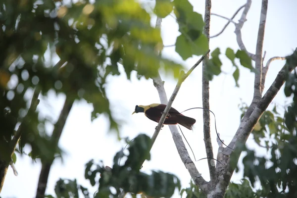 Oiseau de paradis rouge (Paradisaea rubra) en Papouasie-Nouvelle-Guinée — Photo
