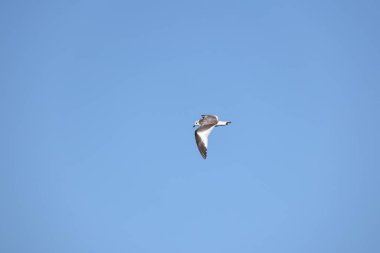 Sabine 'in martı (Xema Sabin) Japonya' da genç.