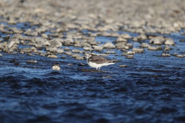 Sabine 'in martı (Xema Sabin) Japonya' da genç.