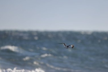 Sabine 'in martı (Xema Sabin) Japonya' da genç.