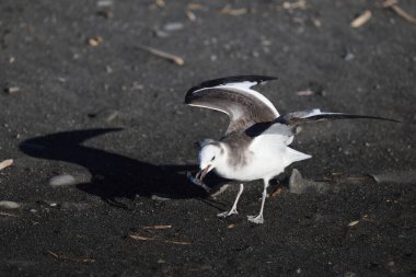Sabine 'in martı (Xema Sabin) Japonya' da genç.