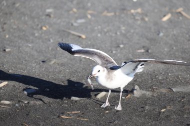 Sabine 'in martı (Xema Sabin) Japonya' da genç.