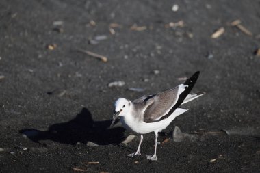 Sabine 'in martı (Xema Sabin) Japonya' da genç.
