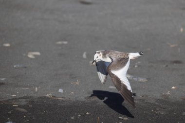 Sabine 'in martı (Xema Sabin) Japonya' da genç.