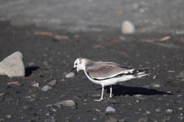Sabine 'in martı (Xema Sabin) Japonya' da genç.
