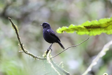 Parlak ıslık çalıkuşu (Myophonus melanurus), Muscicapidae familyasından bir kuş türü. Sumatra 'daki Barisan Dağları' na özgüdür..