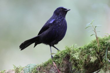 Parlak ıslık çalıkuşu (Myophonus melanurus), Muscicapidae familyasından bir kuş türü. Sumatra 'daki Barisan Dağları' na özgüdür..