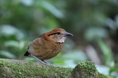Schneider pittası (Hydrornis schneideri), Pittidae familyasından bir kuş türü. Endonezya 'da Sumatra' ya özgü..