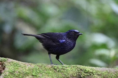 Parlak ıslık çalıkuşu (Myophonus melanurus), Muscicapidae familyasından bir kuş türü. Sumatra 'daki Barisan Dağları' na özgüdür..