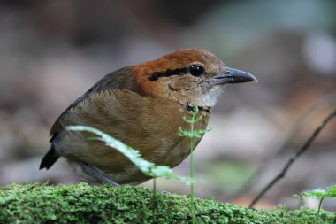 Schneider pittası (Hydrornis schneideri), Pittidae familyasından bir kuş türü. Endonezya 'da Sumatra' ya özgü..