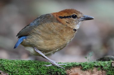 Schneider pittası (Hydrornis schneideri), Pittidae familyasından bir kuş türü. Endonezya 'da Sumatra' ya özgü..