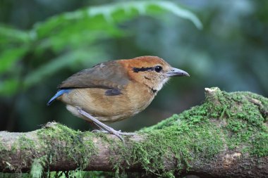 Schneider pittası (Hydrornis schneideri), Pittidae familyasından bir kuş türü. Endonezya 'da Sumatra' ya özgü..