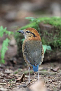 Schneider pittası (Hydrornis schneideri), Pittidae familyasından bir kuş türü. Endonezya 'da Sumatra' ya özgü..