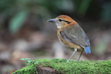 Schneider pittası (Hydrornis schneideri), Pittidae familyasından bir kuş türü. Endonezya 'da Sumatra' ya özgü..