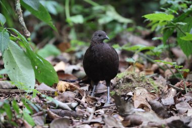 Bronz kuyruklu tavus kuşu sülünü (Polyplectron chalcurum) ayrıca Sumatra tavus kuşu sülünü olarak da bilinir..