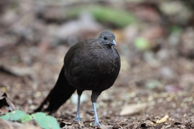 Bronz kuyruklu tavus kuşu sülünü (Polyplectron chalcurum) ayrıca Sumatra tavus kuşu sülünü olarak da bilinir..