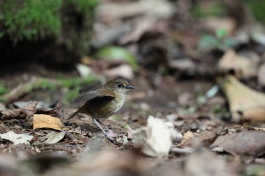 Daha az kısa twing (Brachypteryx leucophris) bir sohbet türüdür. Bu tür Muscicapidae familyasından sınıflandırılmıştır..