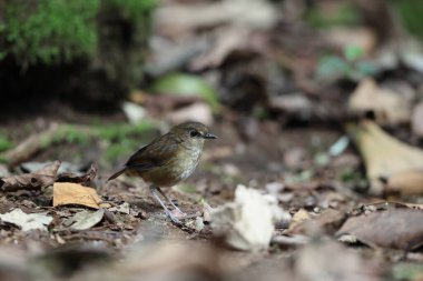 Daha az kısa twing (Brachypteryx leucophris) bir sohbet türüdür. Bu tür Muscicapidae familyasından sınıflandırılmıştır..