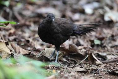 Bronz kuyruklu tavus kuşu sülünü (Polyplectron chalcurum) ayrıca Sumatra tavus kuşu sülünü olarak da bilinir..