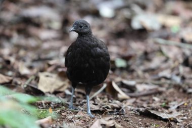 Bronz kuyruklu tavus kuşu sülünü (Polyplectron chalcurum) ayrıca Sumatra tavus kuşu sülünü olarak da bilinir..