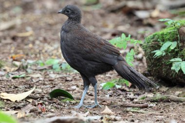 Bronz kuyruklu tavus kuşu sülünü (Polyplectron chalcurum) ayrıca Sumatra tavus kuşu sülünü olarak da bilinir..
