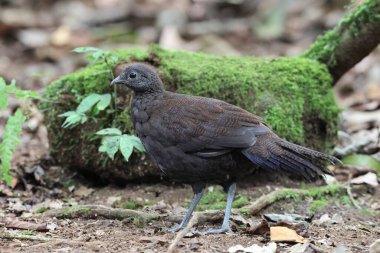 Bronz kuyruklu tavus kuşu sülünü (Polyplectron chalcurum) ayrıca Sumatra tavus kuşu sülünü olarak da bilinir..