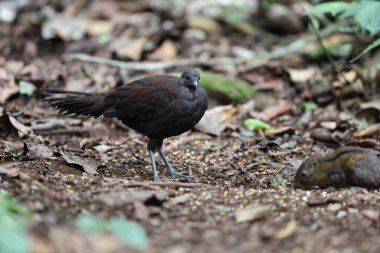 Bronz kuyruklu tavus kuşu sülünü (Polyplectron chalcurum) ayrıca Sumatra tavus kuşu sülünü olarak da bilinir..