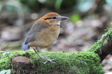Schneider pittası (Hydrornis schneideri), Pittidae familyasından bir kuş türü. Endonezya 'da Sumatra' ya özgü..