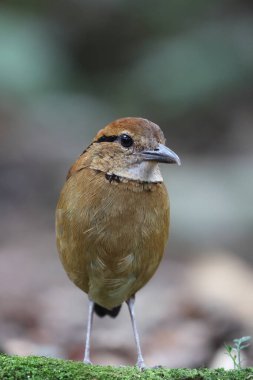 Schneider pittası (Hydrornis schneideri), Pittidae familyasından bir kuş türü. Endonezya 'da Sumatra' ya özgü..