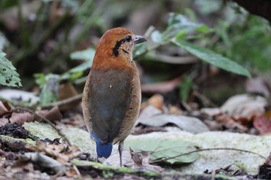 Schneider pittası (Hydrornis schneideri), Pittidae familyasından bir kuş türü. Endonezya 'da Sumatra' ya özgü..