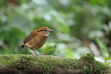 Schneider pittası (Hydrornis schneideri), Pittidae familyasından bir kuş türü. Endonezya 'da Sumatra' ya özgü..