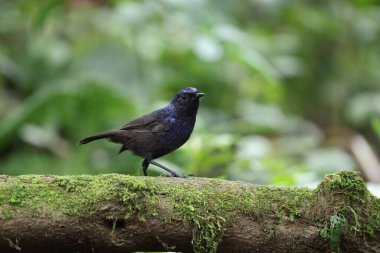Parlak ıslık çalıkuşu (Myophonus melanurus), Muscicapidae familyasından bir kuş türü. Sumatra 'daki Barisan Dağları' na özgüdür..