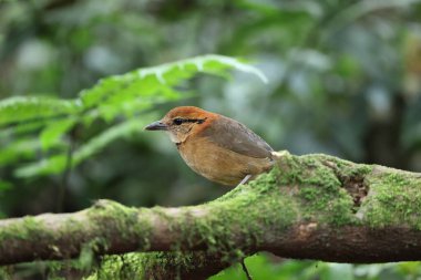 Schneider pittası (Hydrornis schneideri), Pittidae familyasından bir kuş türü. Endonezya 'da Sumatra' ya özgü..