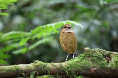 Schneider pittası (Hydrornis schneideri), Pittidae familyasından bir kuş türü. Endonezya 'da Sumatra' ya özgü..
