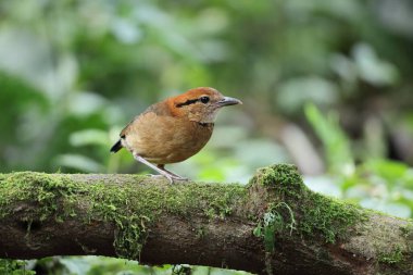 Schneider pittası (Hydrornis schneideri), Pittidae familyasından bir kuş türü. Endonezya 'da Sumatra' ya özgü..