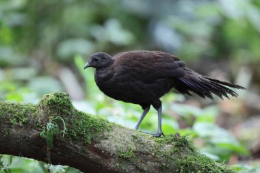 Bronz kuyruklu tavus kuşu sülünü (Polyplectron chalcurum) ayrıca Sumatra tavus kuşu sülünü olarak da bilinir..